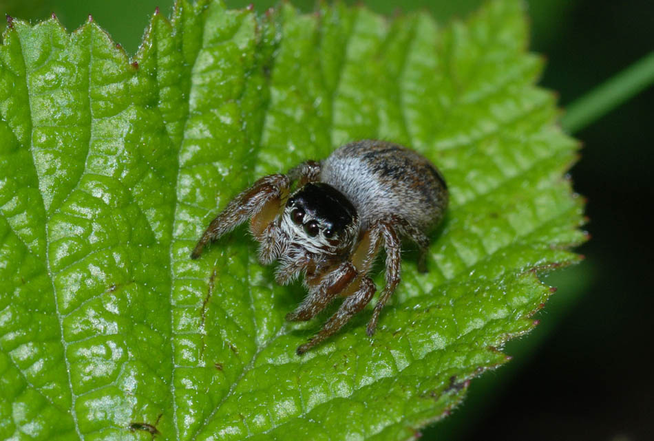 Evarcha arcuata